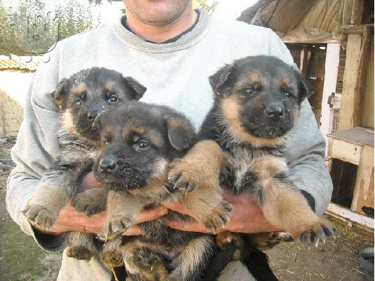 PoulaTo: germany shepard dog